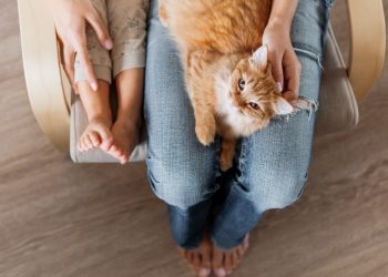 Top view on cute ginger cat lying on knees. Woman in jeans sits on chair with toddler and with fluffy pet on knees. Cozy home for domestic animal.